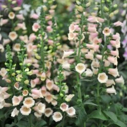 Foxglove Seeds - Apricot Beauty 9 Foxglove Seeds - Apricot Beauty -Eden Brothers Shop foxglove apricot beauty shk 5