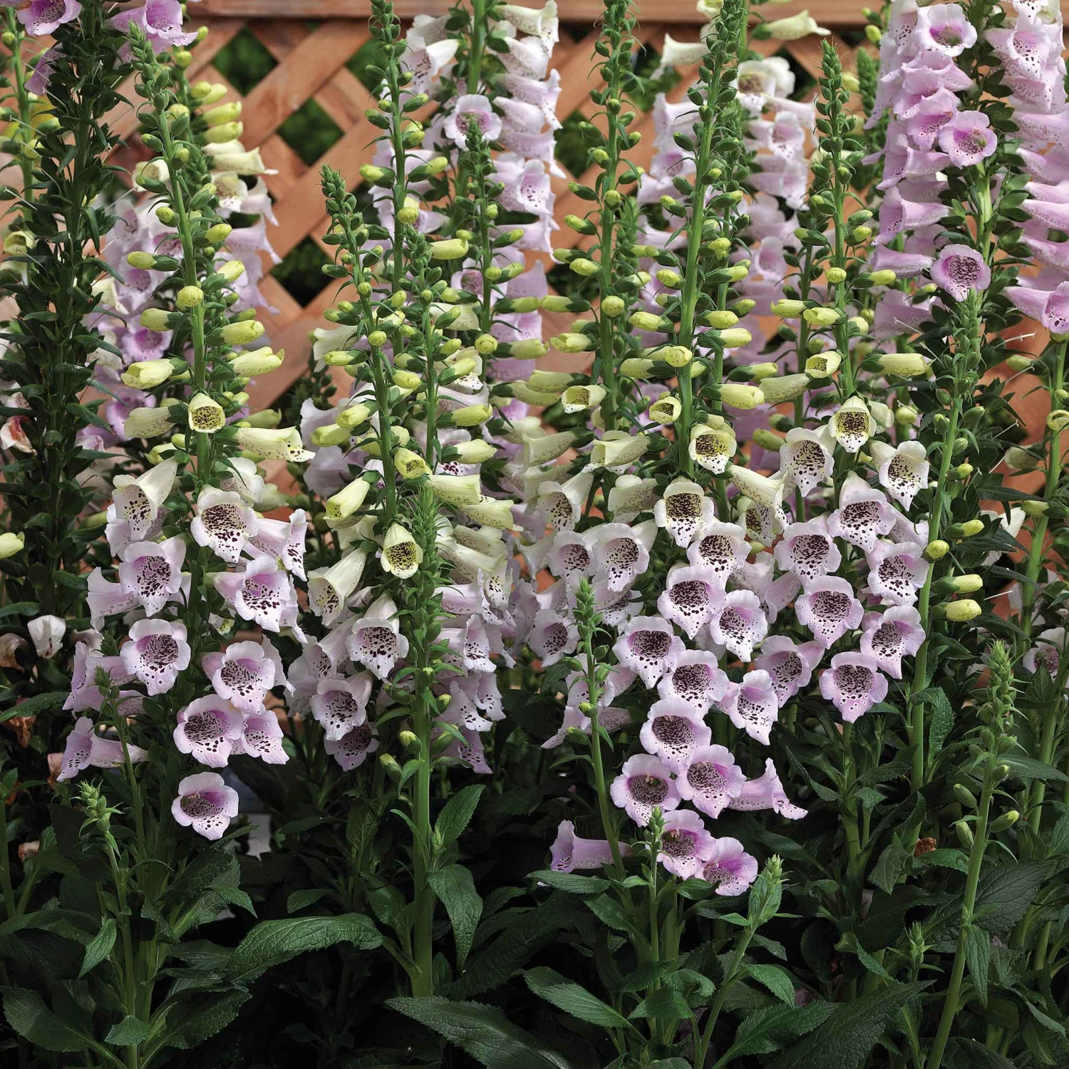 Foxglove Seeds - Camelot Lavender 1 Foxglove Seeds - Camelot Lavender