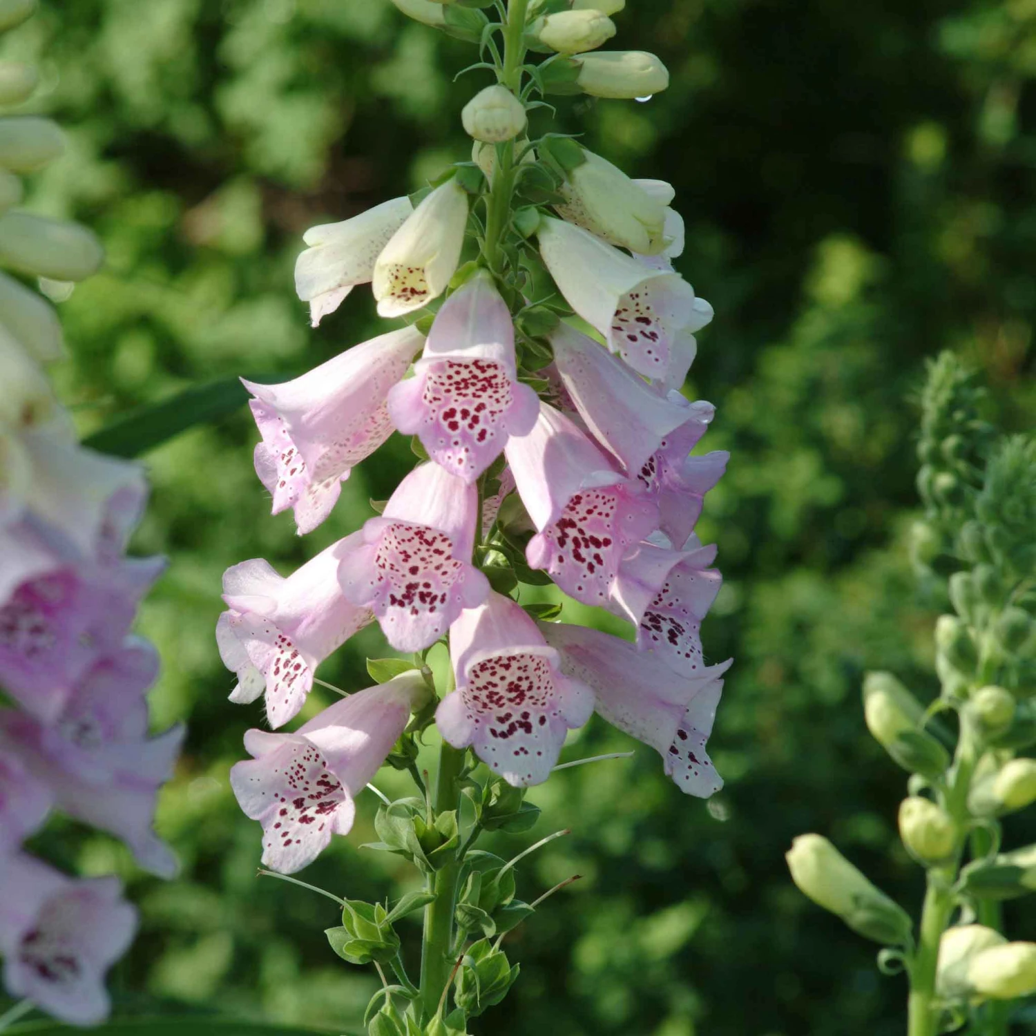 Foxglove Seeds - Camelot Lavender 2 Foxglove Seeds - Camelot Lavender - Image 2