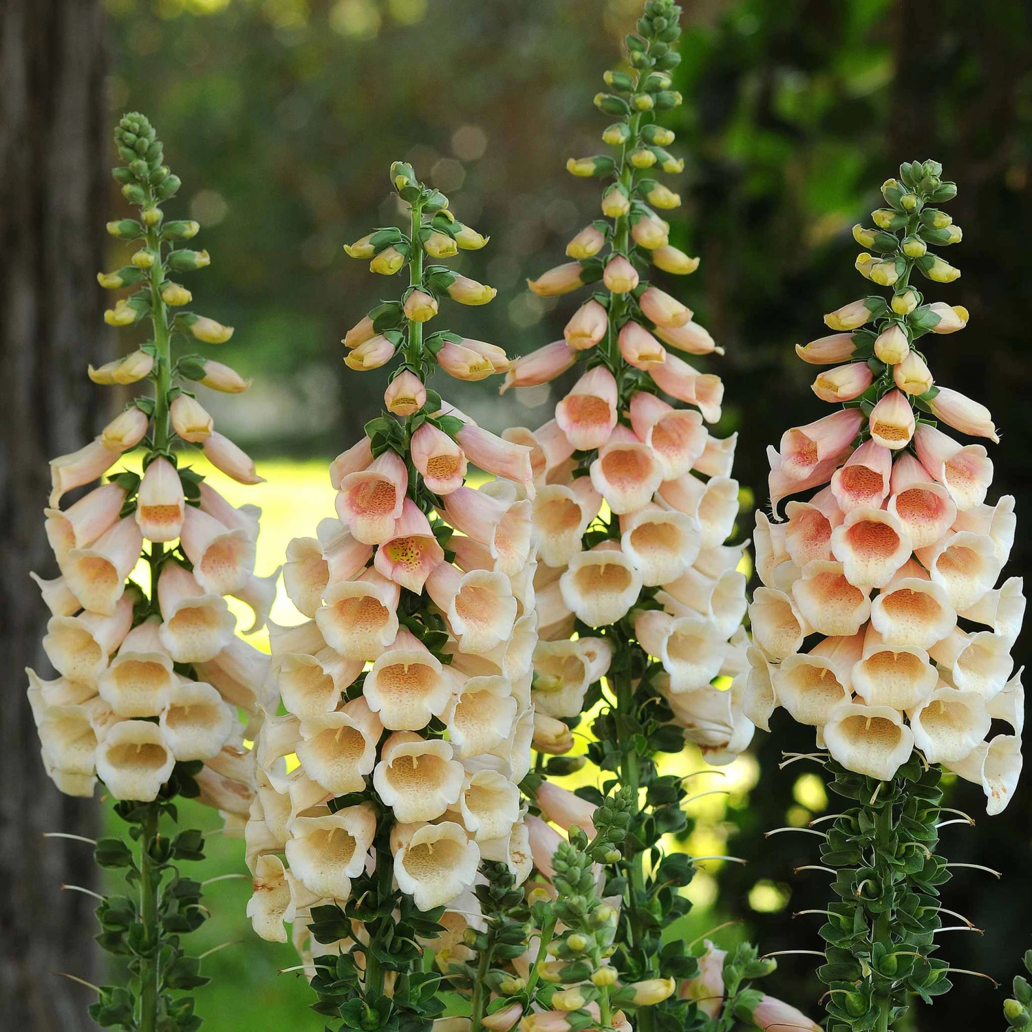 Dalmatian Peach Foxglove Seeds: Elegant First-Year Flowering Heirloom 1 Dalmatian Peach Foxglove Seeds: Elegant First-Year Flowering Heirloom