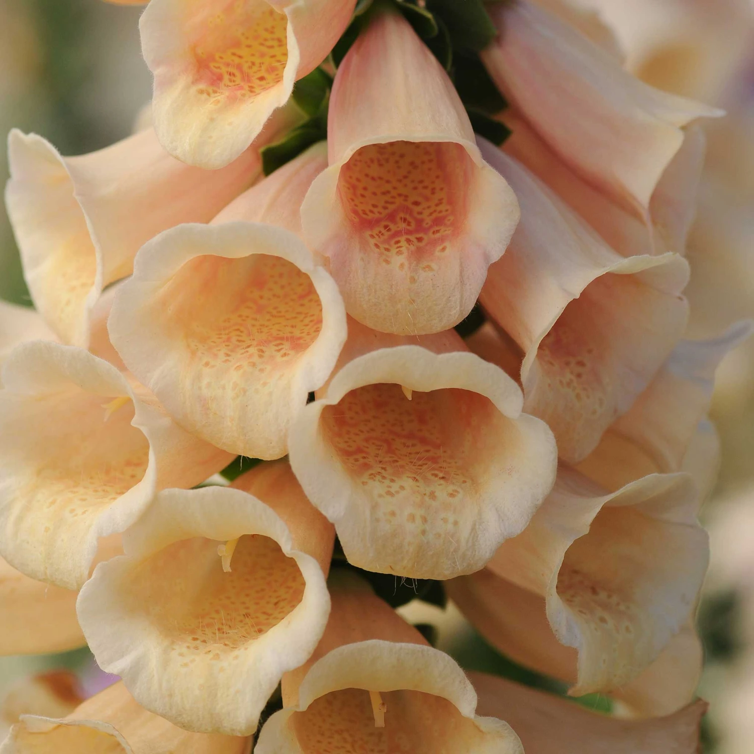 Dalmatian Peach Foxglove Seeds: Elegant First-Year Flowering Heirloom 2 Dalmatian Peach Foxglove Seeds: Elegant First-Year Flowering Heirloom - Image 2