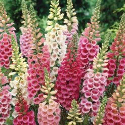 Foxglove Seeds - Excelsior Mix