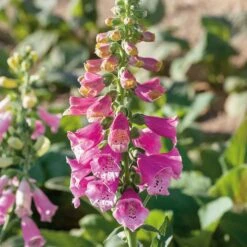 Foxglove Seeds (Dwarf) - Foxy Mix