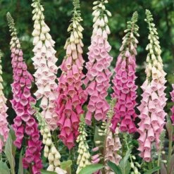 Foxglove Seeds - Gloxiniaeflora Mix