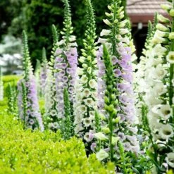 Foxglove Seeds - Gloxiniaeflora Mix -Eden Brothers Shop foxglove gloxiniaeflora noa 2