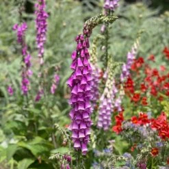 Foxglove Seeds - Purple 5 Foxglove Seeds - Purple -Eden Brothers Shop foxglove purple shk 3