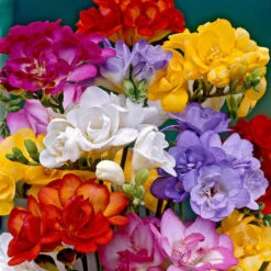 Freesia Bulbs - Double Mix