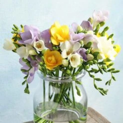 Freesia Bulbs - Spring Rain Mix