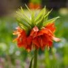 Giant Orange Fritillaria Imperialis Bulbs for Architectural Spring Gardens