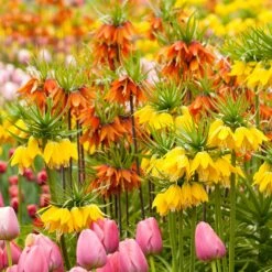 Giant Orange Fritillaria Imperialis Bulbs for Architectural Spring Gardens -Eden Brothers Shop fritillaria orange shk 3
