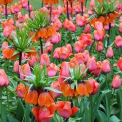 Giant Orange Fritillaria Imperialis Bulbs for Architectural Spring Gardens -Eden Brothers Shop fritillaria orange shk 4