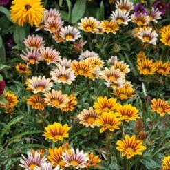 Gazania Seeds Sunshine Mix - Drought-Tolerant, Heat-Loving Garden Blooms -Eden Brothers Shop gazania sunshine mix noa 3