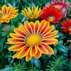 Gazania Seeds Sunshine Mix - Drought-Tolerant, Heat-Loving Garden Blooms -Eden Brothers Shop gazania sunshine mix shk 5