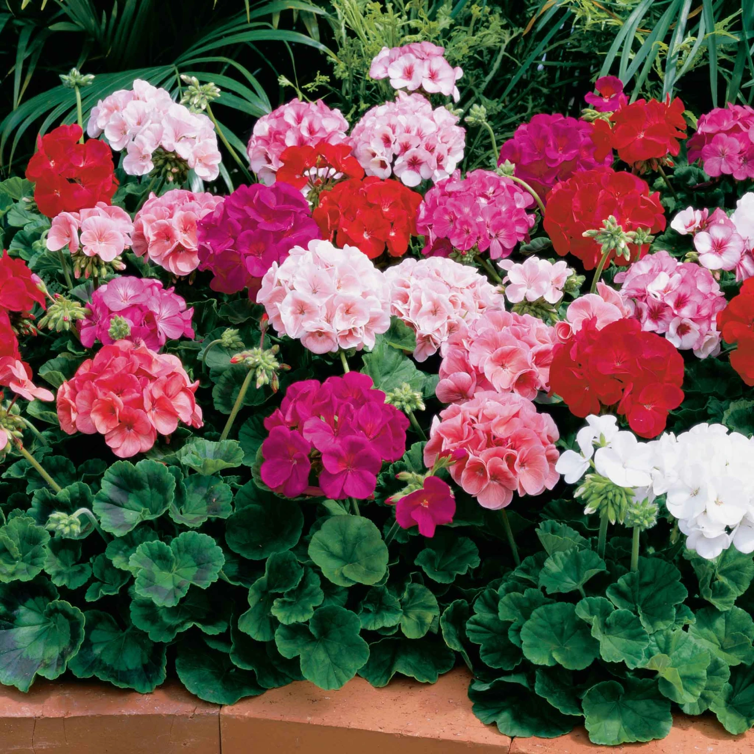 Geranium Seeds - Maverick Mix 1 Geranium Seeds - Maverick Mix