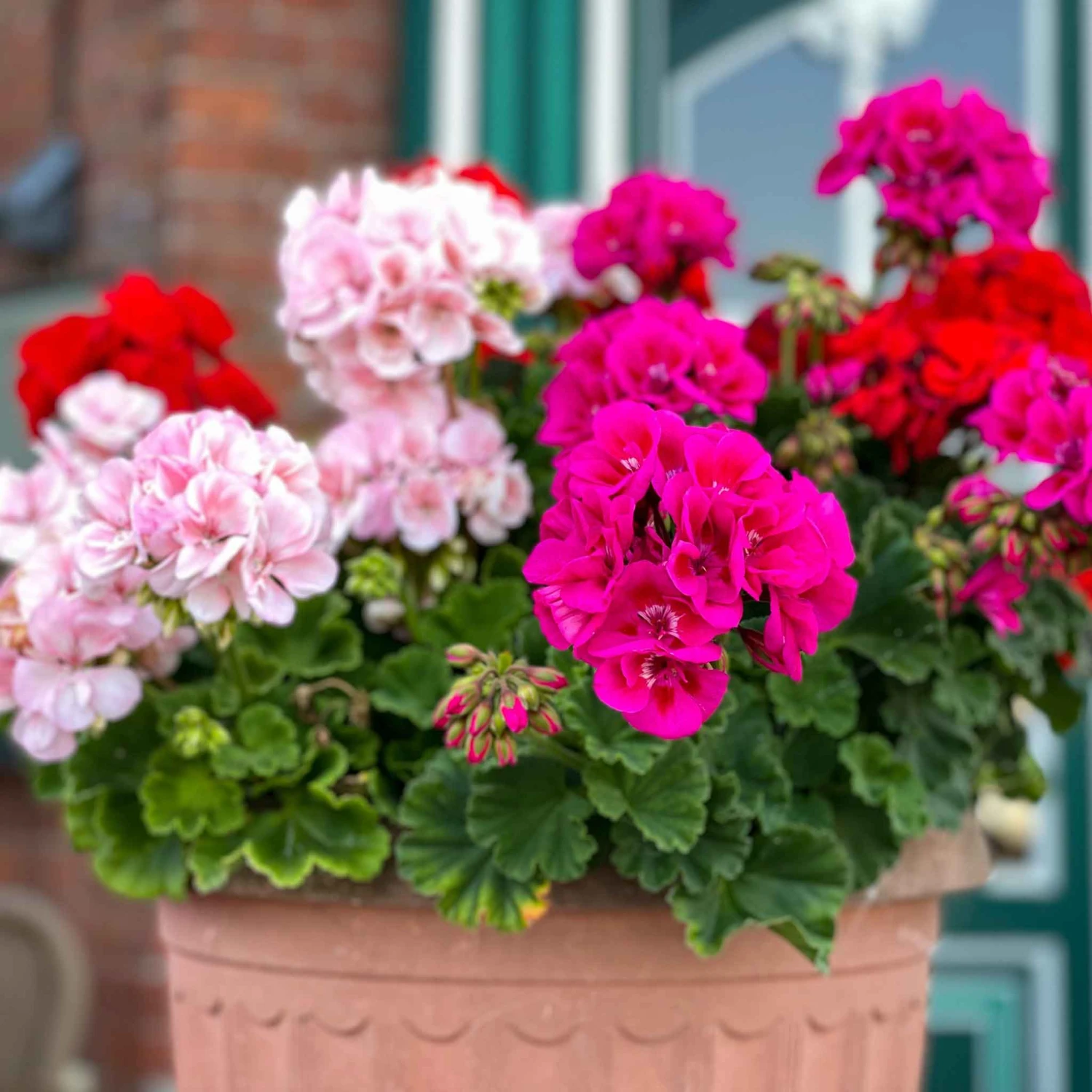 Geranium Seeds - Maverick Mix 2 Geranium Seeds - Maverick Mix - Image 2