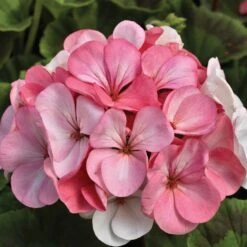 Geranium Seeds - Pinto Premium White To Rose