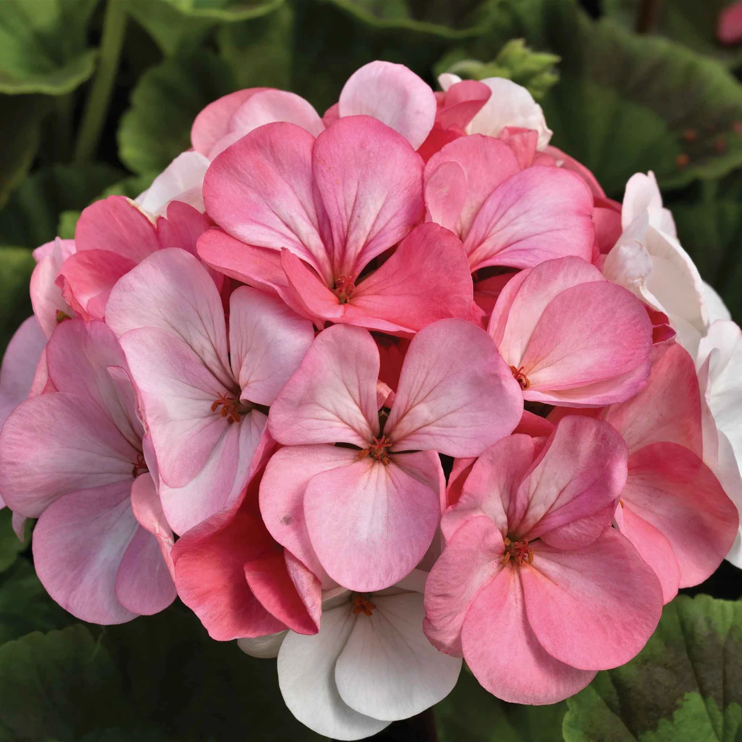 Geranium Seeds - Pinto Premium White To Rose 1 Geranium Seeds - Pinto Premium White To Rose