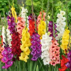 Colorful Gladiolus Flower Bulbs Mixed - Vibrant Perennial Garden Border Mix