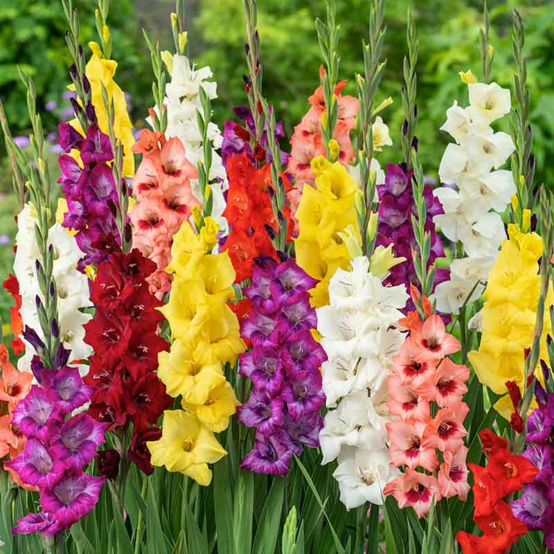 Colorful Gladiolus Flower Bulbs Mixed - Vibrant Perennial Garden Border Mix 1 Colorful Gladiolus Flower Bulbs Mixed - Vibrant Perennial Garden Border Mix