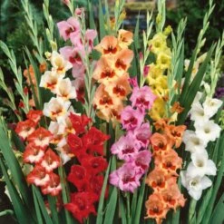 Butterfly Mix Gladiolus Flower Bulbs - Vibrant Ruffled Perennial Blooms