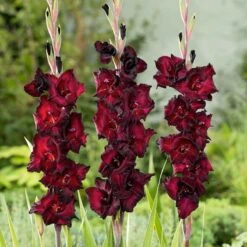 Gladiolus Flower Bulbs - Espresso