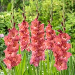Indian Summer Gladiolus Flower Bulbs - Rare Smoky Purple & Copper Blooms