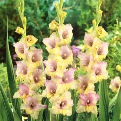 Gladiolus Flower Bulbs - Mon Amour