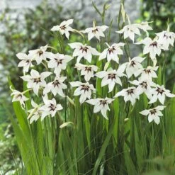 Fragrant Peacock Orchid Bulbs - Gladiolus Acidanthera for Late Summer Blooms