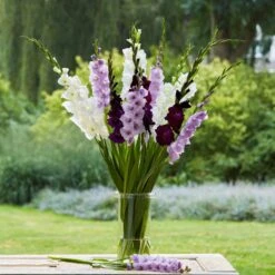 Gladiolus Flower Bulbs - Purple Feather Mix