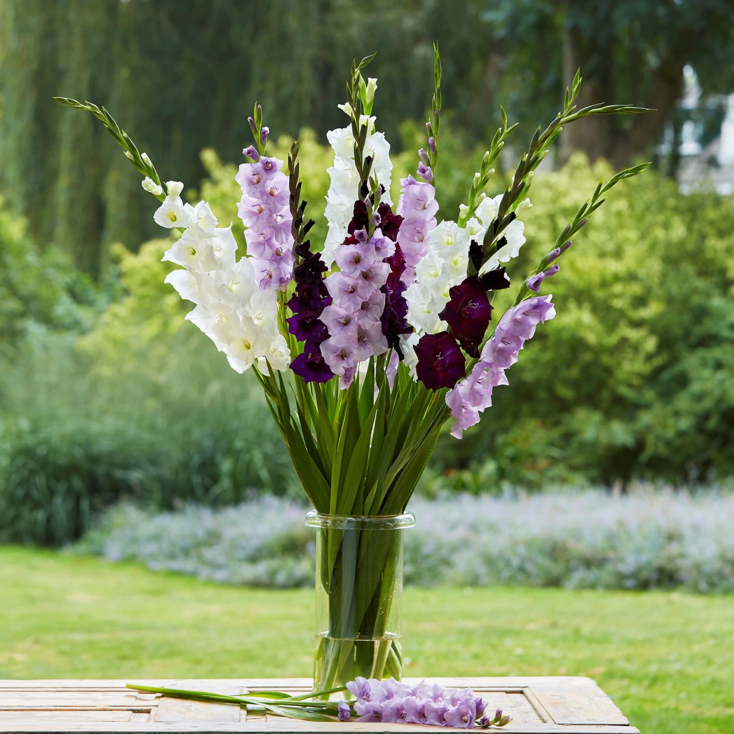 Gladiolus Flower Bulbs - Purple Feather Mix 1 Gladiolus Flower Bulbs - Purple Feather Mix