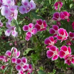 Godetia / Farewell To Spring Seeds -Eden Brothers Shop godetia shk 4