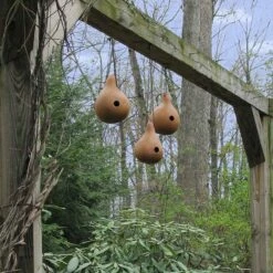Gourd Seeds - Birdhouse/Bottle 7 Gourd Seeds - Birdhouse/Bottle -Eden Brothers Shop gourd birdhouse bottle shk 4