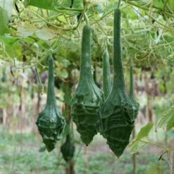 Caveman's Club Gourd Seeds for Unique DIY Crafts and Gardening