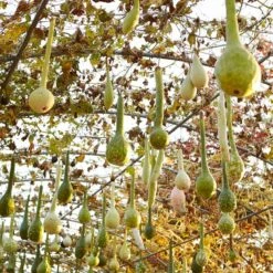 Heirloom Dipper Gourd Seeds for Gardening and Arts & Crafts
