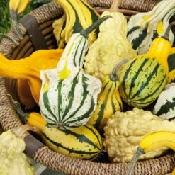 Large Mixed Gourd Seeds - Assorted Heirloom Shapes and Colors