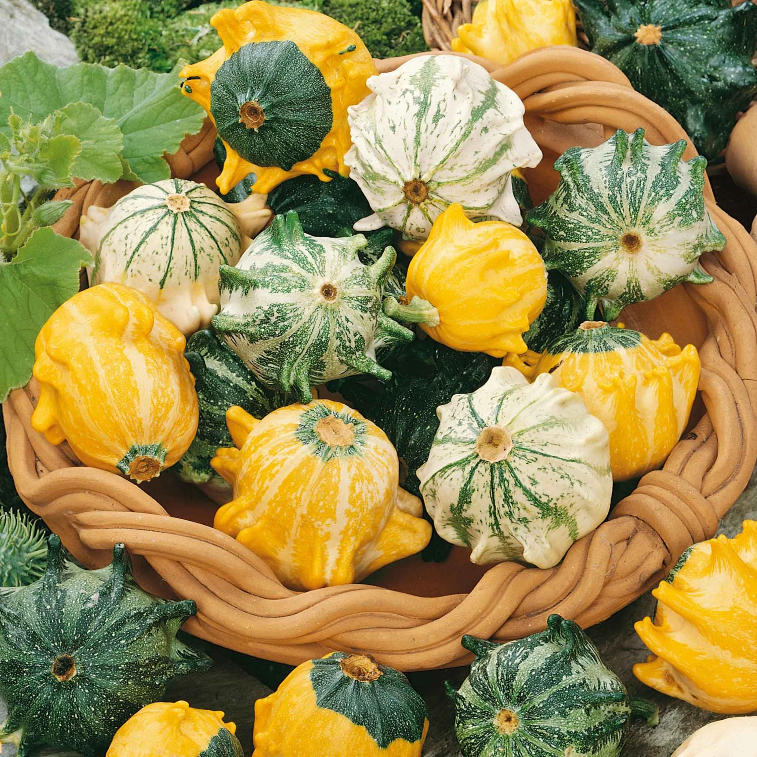Gourd Seeds - Shenot Crown Of Thorns 2 Gourd Seeds - Shenot Crown Of Thorns - Image 2