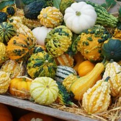 Gourd Seeds - Small Mix -Eden Brothers Shop gourd small mix shk 3