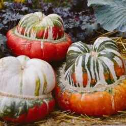 Heirloom Turk's Turban Gourd Seeds - Edible & Ornamental Garden Favorite