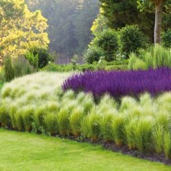 Mexican Feather Grass Seeds - Ornamental Landscape Meadow Grass
