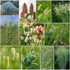 Premium Annual Ornamental Grass Mix - 9 Fast-Growing Varieties