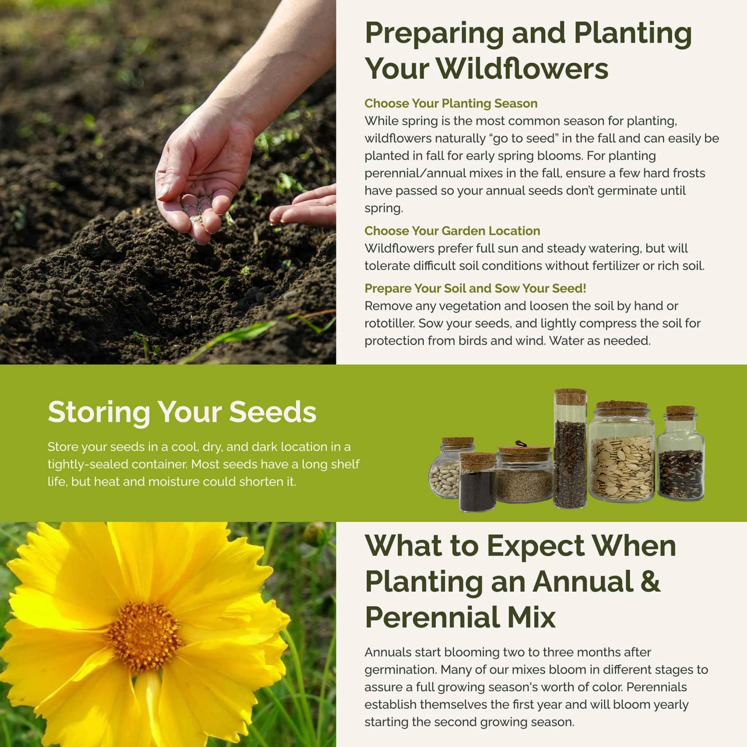 Hawaii Wildflower Seed Mix: 18 Vibrant Varieties for Your Home Meadow 4 Hawaii Wildflower Seed Mix: 18 Vibrant Varieties for Your Home Meadow - Image 4