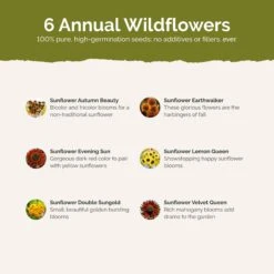 Here Comes The Sun - Sunflower Mix -Eden Brothers Shop here comes sun SMISP121 st2