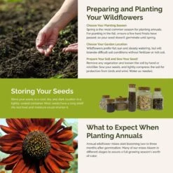 Here Comes The Sun - Sunflower Mix -Eden Brothers Shop here comes sun SMISP121 st5