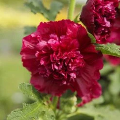 Hollyhock Seeds - Chaters Double Red -Eden Brothers Shop hollyhock chater double red mac 3