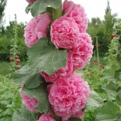 Hollyhock Seeds - Chaters Double 5 Hollyhock Seeds - Chaters Double -Eden Brothers Shop hollyhock chaters double mix hen 4