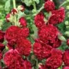 Hollyhock Seeds - Chaters Double Red