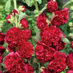 Hollyhock Seeds - Chaters Double Red