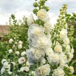 Hollyhock Seeds - Chaters Double White