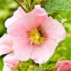 Hollyhock Seeds - Henry VIII - Pink -Eden Brothers Shop hollyhock henry viii pink isk 4