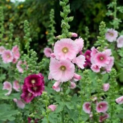 Hollyhock Seeds - Henry VIII - Pink -Eden Brothers Shop hollyhock henry viii pink shk 3